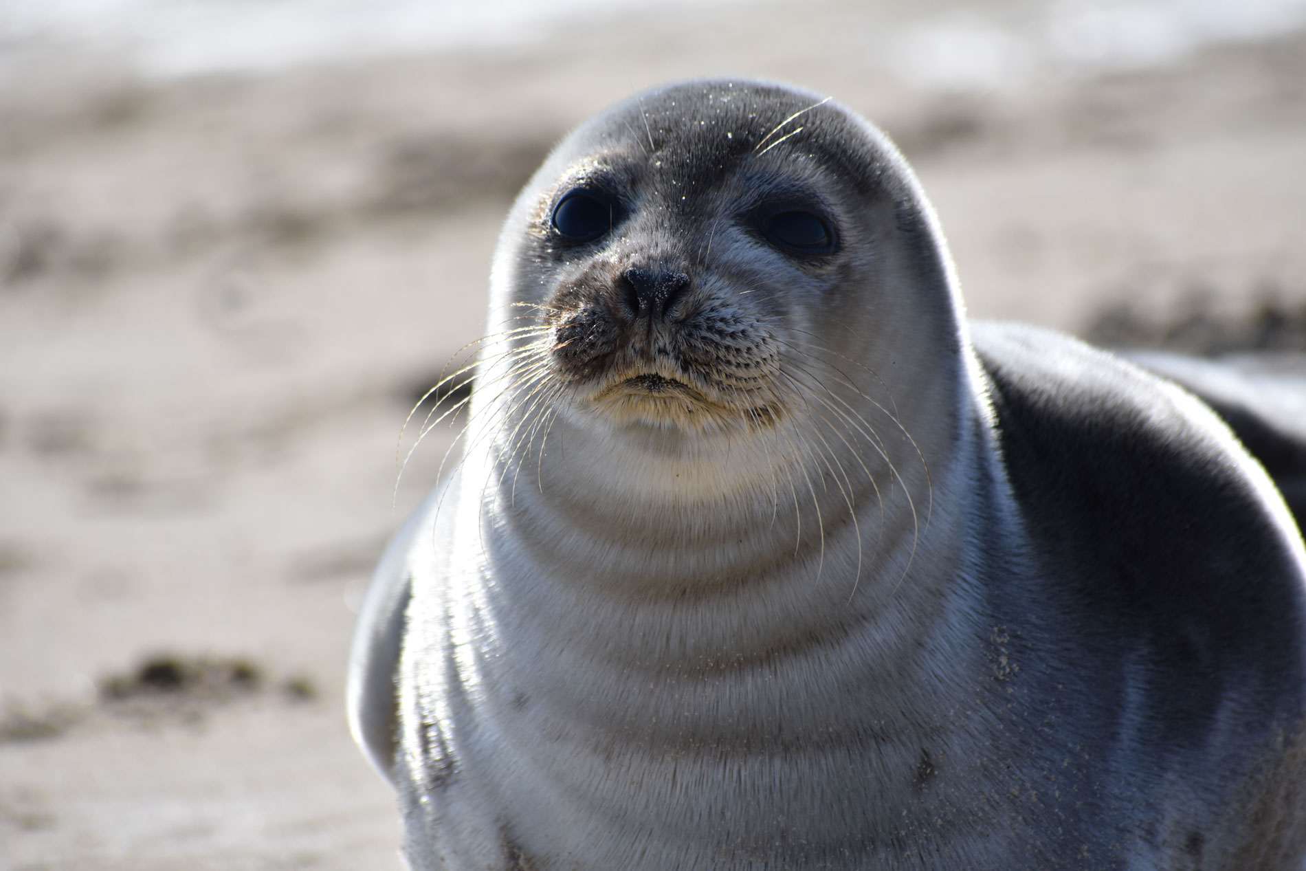 Delaware beach seal