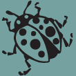 Delaware Ladybug